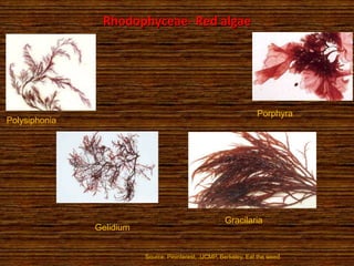 Rhodophyceae- Red algae
Polysiphonia
Porphyra
Source: Pininterest, ,UCMP, Berkeley, Eat the weed.
Gelidium
Gracilaria
 