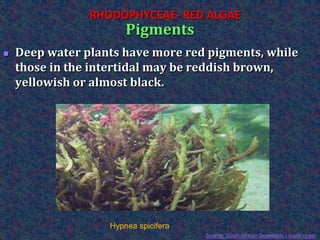  Deep water plants have more red pigments, while
those in the intertidal may be reddish brown,
yellowish or almost black.
Pigments
RHODOPHYCEAE- RED ALGAE
Hypnea spicifera
Source: South African Seaweeds - south coast
 