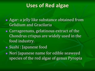 Uses of Red algae
 Agar: a jelly like substance obtained from
Gelidium and Gracilaria
 Carrageenans, gelatinous extract of the
Chondrus crispus are widely used in the
food industry.
 Sushi : Japanese food
 Nori Japanese name for edible seaweed
species of the red algae of genus Pyropia
 