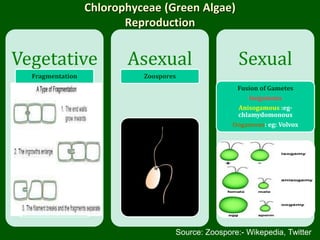 Chlorophyceae (Green Algae)
Reproduction
Vegetative
Fragmentation
Asexual
Zoospores
Sexual
Fusion of Gametes
Isogamous
Ani...