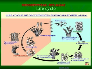 Life cycle
RHODOPHYCEAE- RED ALGAE
Source: VCbio
 
