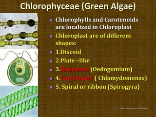 Chlorophyceae (Green Algae)
 Chlorophylls and Carotenoids
are localized in Chloroplast
 Chloroplast are of different
sha...