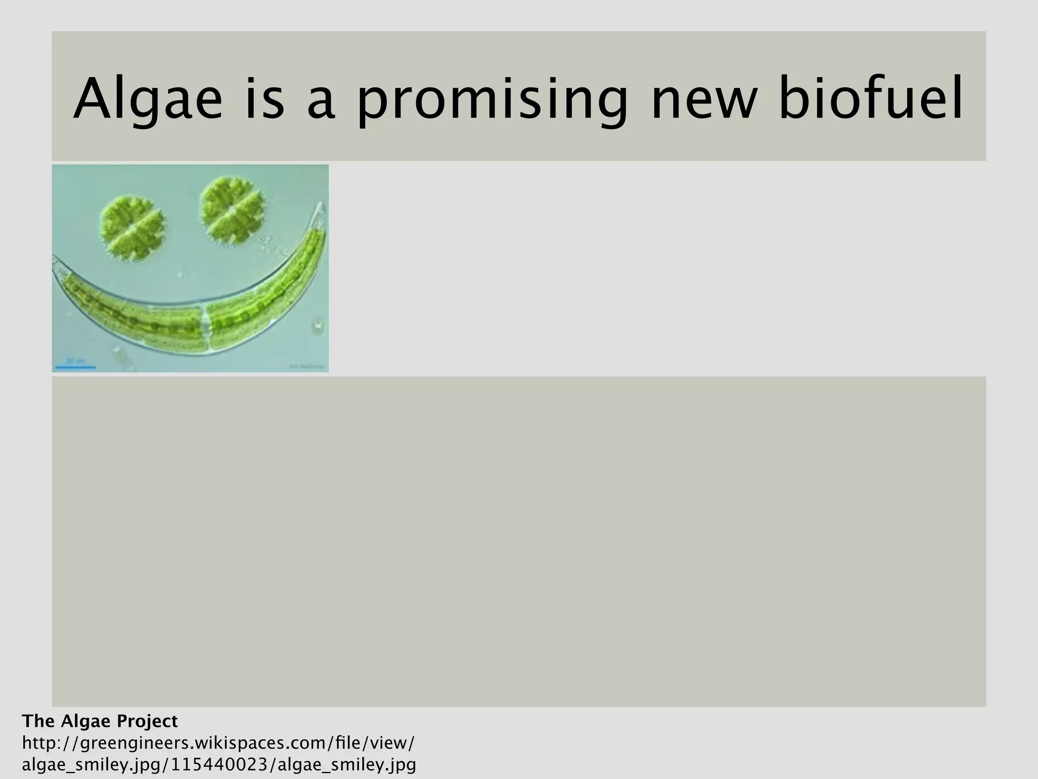 Algae is a promising new biofuel




The Algae Project
http://greengineers.wikispaces.com/ﬁle/view/
algae_smiley.jpg/115440023/algae_smiley.jpg
 