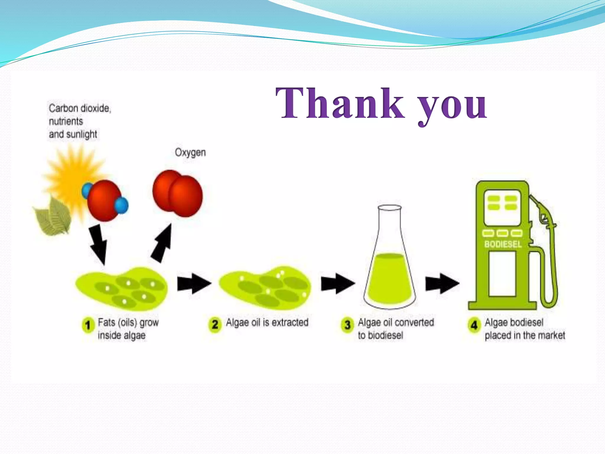 Symbiotic algae, Measurement of algal growth, Algal strain selection ...