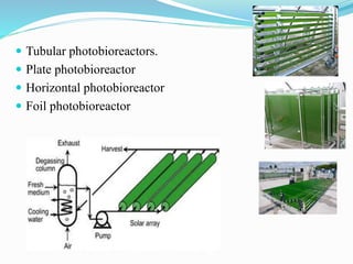 Symbiotic algae, Measurement of algal growth, Algal strain selection ...