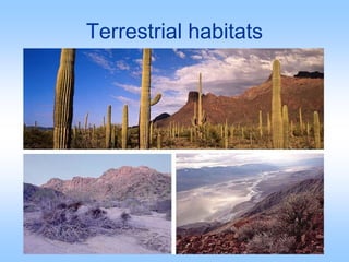 Terrestrial habitats
 