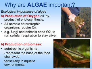 Why are ALGAE important?
Ecological importance of algae
a) Production of Oxygen as ‘by-
product’ of photosynthesis:
• All aerobic heterotrophic
organisms require O2,
• e.g. fungi and animals need O2, to
run cellular respiration to stay alive
b) Production of biomass:
• autotrophic organisms
- represent the base of the food
chain/web,
particularly in aquatic
environments.
 