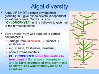 Algal diversity
• Algae ARE NOT a single phylogenetic
grouping, but give rise to several independent
evolutionary lines. Our focus is on
“CHLOROPHYTA” as it is believed to give rise
to the terrestrial plants.
• Very diverse, very well adapted to certain
environments,
• Range from unicellular,  colonial 
multicellular
• e.g. marine, freshwater, terrestrial;
• often extreme habitats
• CHLOROPHYTES share Similarities to
true plants – Same two chlorophylls a
and b, Store products of photosynthesis
as starch, cell wall primarily made of
cellulose.
 