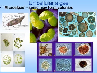 Unicellular algae
• ‘Microalgae’ - some may form colonies
 