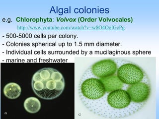 Algal colonies
e.g. Chlorophyta: Volvox (Order Volvocales)
- 500-5000 cells per colony.
- Colonies spherical up to 1.5 mm diameter.
- Individual cells surrounded by a mucilaginous sphere
- marine and freshwater
http://www.youtube.com/watch?v=w8O4OolGcPg
 