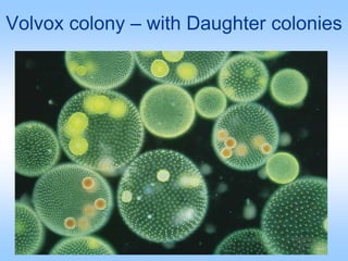Volvox colony – with Daughter colonies
 