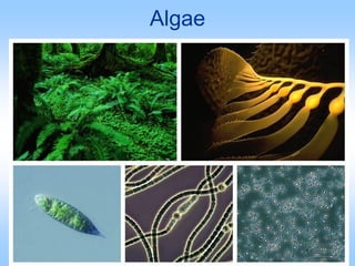 Algae
 