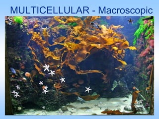 MULTICELLULAR - Macroscopic
 