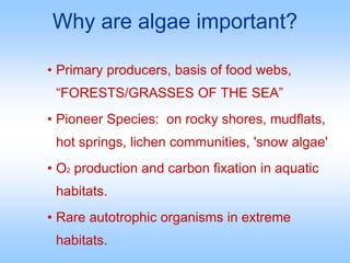 Why are algae important?
• Primary producers, basis of food webs,
“FORESTS/GRASSES OF THE SEA”
• Pioneer Species: on rocky shores, mudflats,
hot springs, lichen communities, 'snow algae'
• O2 production and carbon fixation in aquatic
habitats.
• Rare autotrophic organisms in extreme
habitats.
 