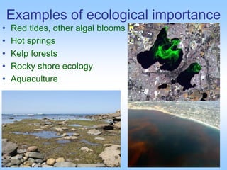Examples of ecological importance
• Red tides, other algal blooms
• Hot springs
• Kelp forests
• Rocky shore ecology
• Aquaculture
 