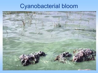 Cyanobacterial bloom
 