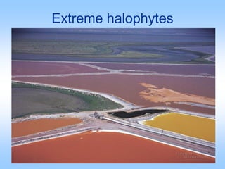 Extreme halophytes
 