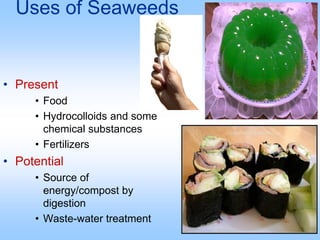Uses of Seaweeds
• Present
• Food
• Hydrocolloids and some
chemical substances
• Fertilizers
• Potential
• Source of
energy/compost by
digestion
• Waste-water treatment
 