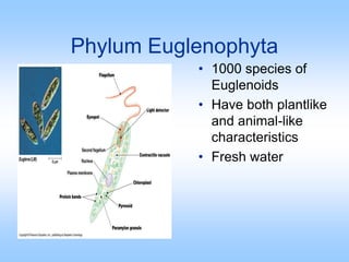 Phylum Euglenophyta
• 1000 species of
Euglenoids
• Have both plantlike
and animal-like
characteristics
• Fresh water
 