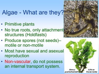 Algae - What are they?
• Primitive plants
• No true roots, only attachment
structures (Holdfasts)
• Produce spores (not seeds)–
motile or non-motile
• Most have sexual and asexual
reproduction
• Non-vascular, do not possess
an internal transport system.
 