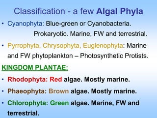 Classification - a few Algal Phyla
• Cyanophyta: Blue-green or Cyanobacteria.
Prokaryotic. Marine, FW and terrestrial.
• Pyrrophyta, Chrysophyta, Euglenophyta: Marine
and FW phytoplankton – Photosynthetic Protists.
KINGDOM PLANTAE:
• Rhodophyta: Red algae. Mostly marine.
• Phaeophyta: Brown algae. Mostly marine.
• Chlorophyta: Green algae. Marine, FW and
terrestrial.
 