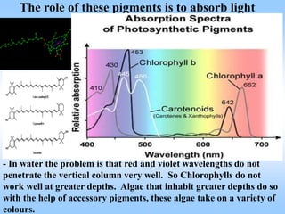 The role of these pigments is to absorb light
- In water the problem is that red and violet wavelengths do not
penetrate the vertical column very well. So Chlorophylls do not
work well at greater depths. Algae that inhabit greater depths do so
with the help of accessory pigments, these algae take on a variety of
colours.
 