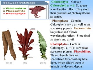 -Chlorophyta – Contain
Chlorophyll a + b. So green
wavelengths reflect. They store
their products of photosynthesis
as starch.
- Phaeophyta – Contain
Chlorophylls a + c as well as an
accessory pigment Fucoxanthin.
So yellow and brown
wavelengths reflect. Store food
as starch and as oil.
Rhodophyta - Contain
Chlorophyll a + (d) as well as
accessory pigment Phycobillins.
These phycobillins are
specialized for absorbing blue
light, which allows them to
inhabit the deepest depths.
 