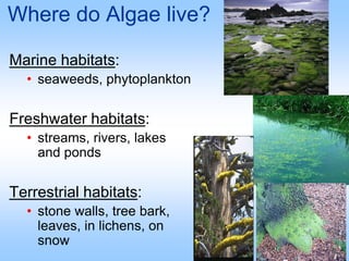 Where do Algae live?
Marine habitats:
• seaweeds, phytoplankton
Freshwater habitats:
• streams, rivers, lakes
and ponds
Terrestrial habitats:
• stone walls, tree bark,
leaves, in lichens, on
snow
 