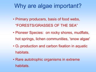Why are algae important?
• Primary producers, basis of food webs,
“FORESTS/GRASSES OF THE SEA”
• Pioneer Species: on rocky...