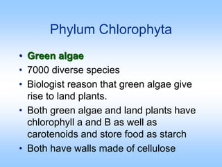 Phylum Phaeophyta
• 1500 species of Brown
algae
• Mostly marine and include
seaweed and kelp
• All are multicellular and l...