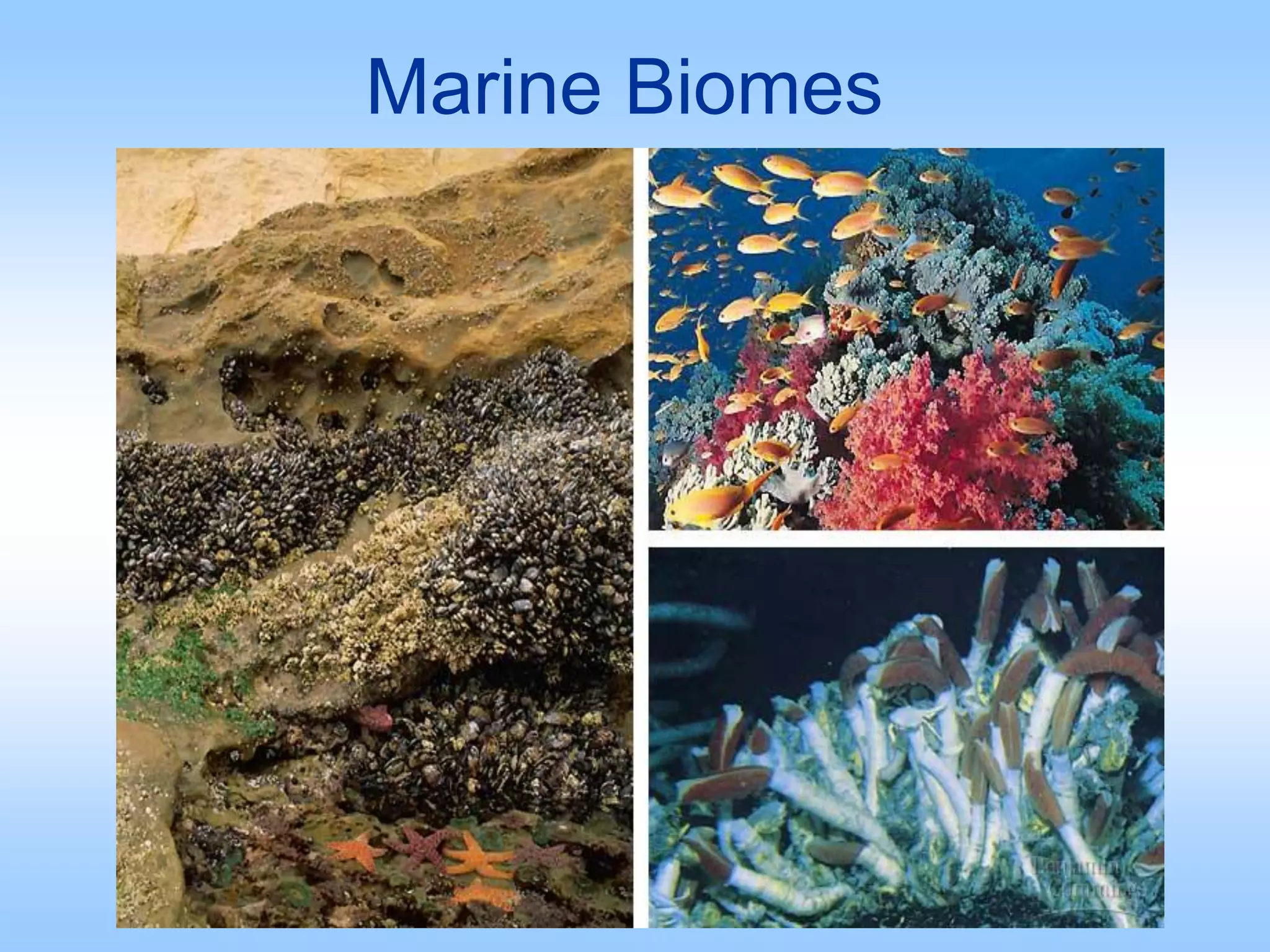 Marine Biomes
 