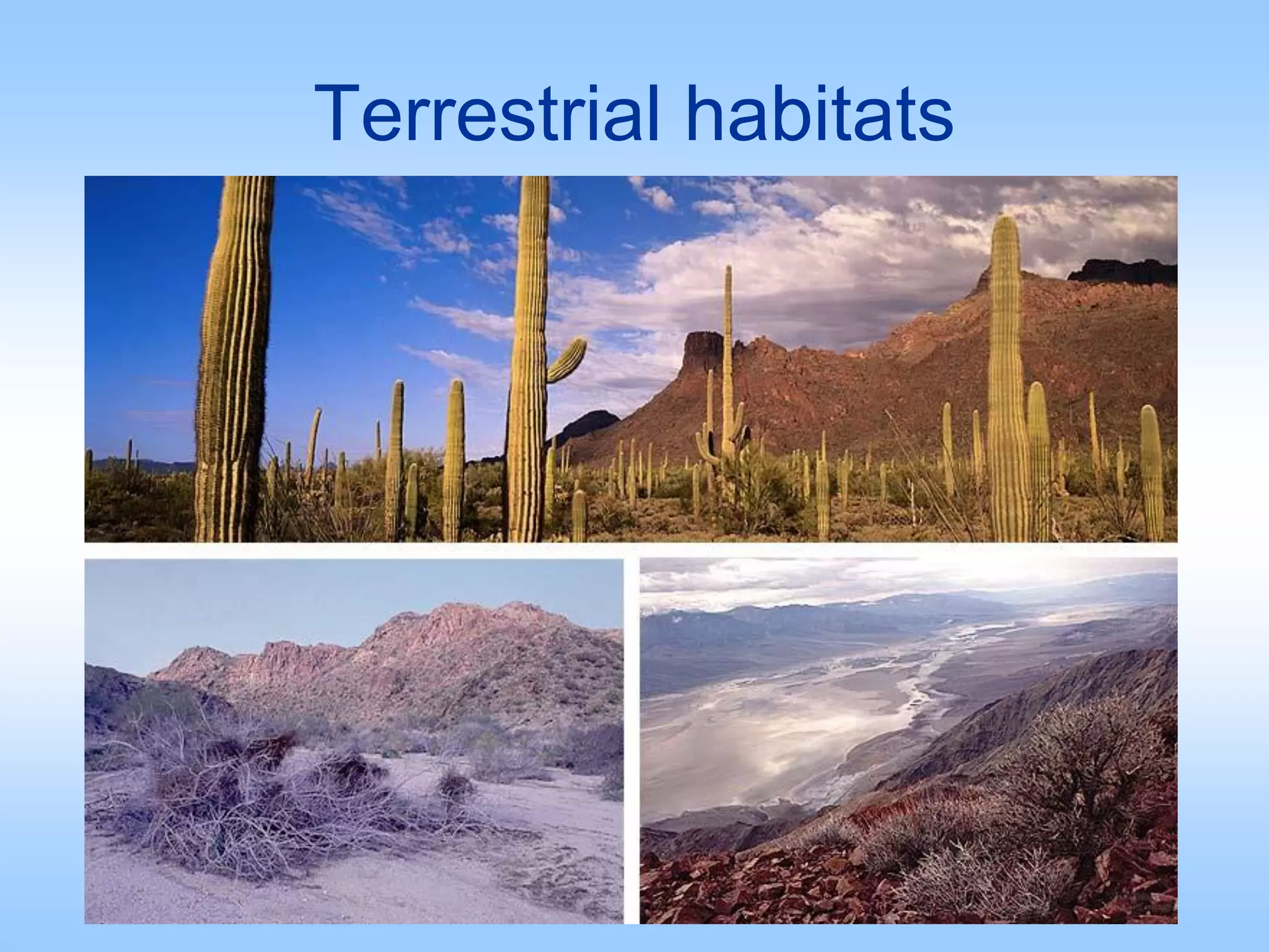 Terrestrial habitats
 