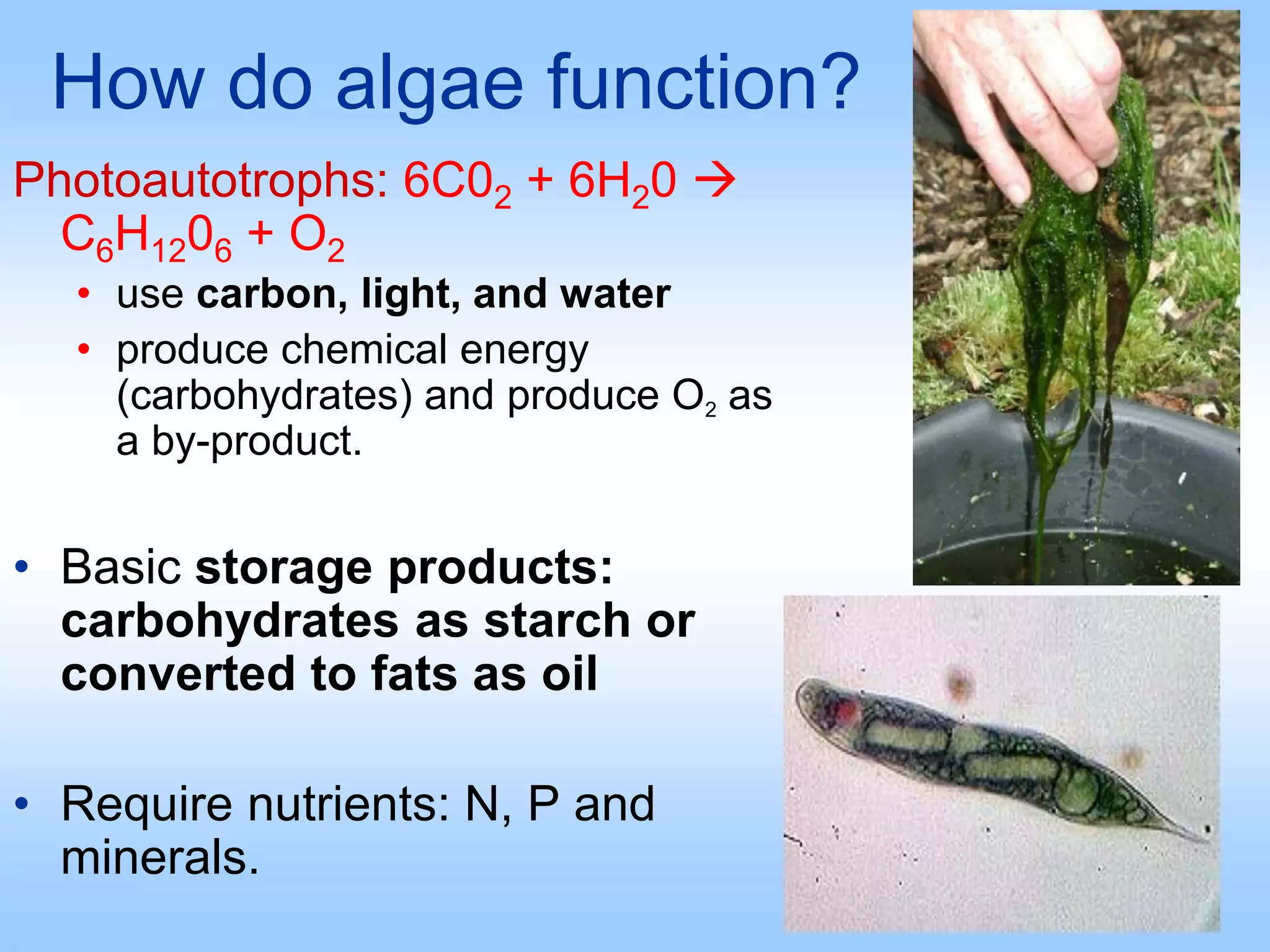 How do algae function?
Photoautotrophs: 6C02 + 6H20 
C6H1206 + O2
• use carbon, light, and water
• produce chemical energy
(carbohydrates) and produce O2 as
a by-product.
• Basic storage products:
carbohydrates as starch or
converted to fats as oil
• Require nutrients: N, P and
minerals.
 