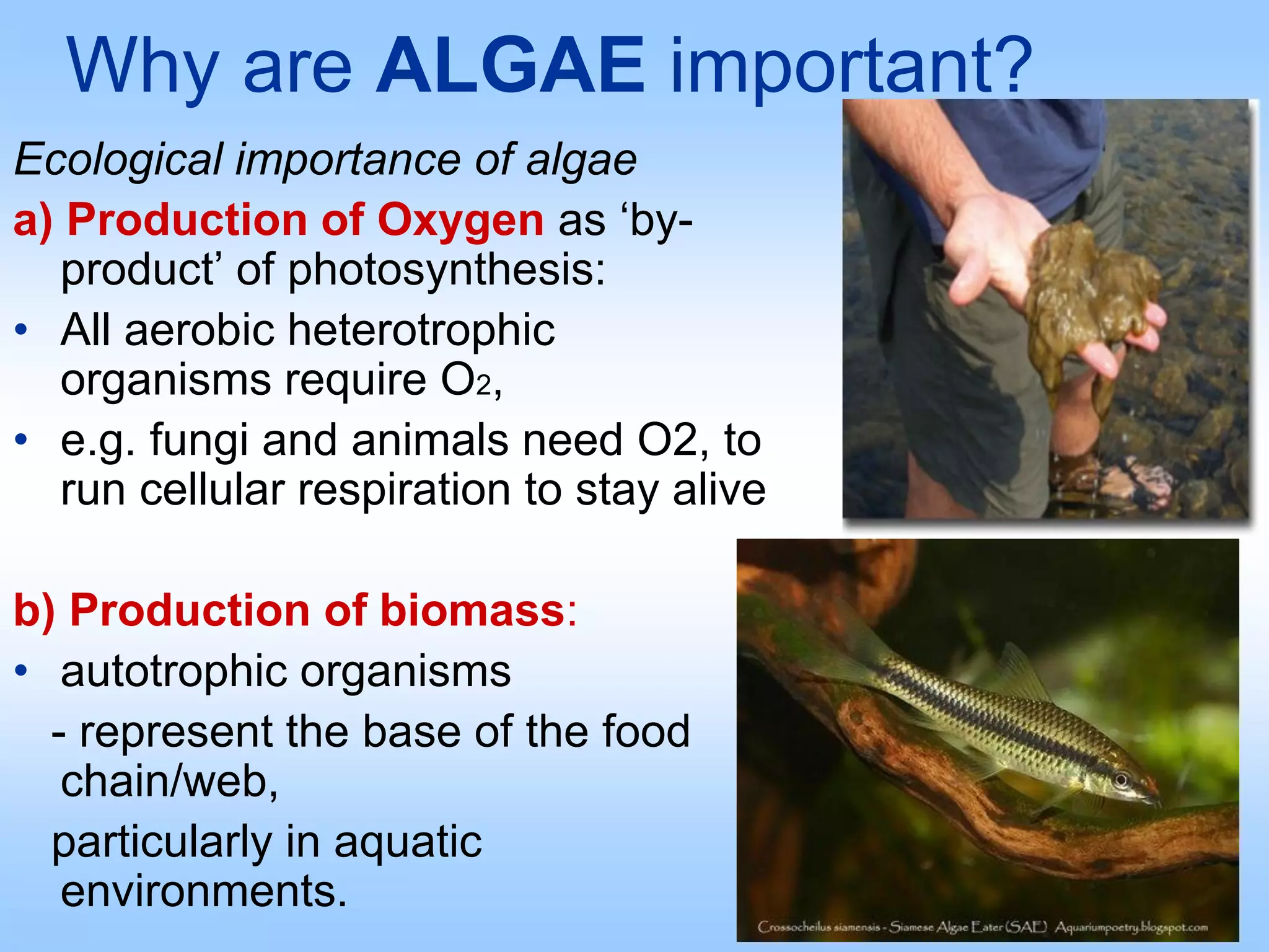 Why are ALGAE important?
Ecological importance of algae
a) Production of Oxygen as ‘by-
product’ of photosynthesis:
• All aerobic heterotrophic
organisms require O2,
• e.g. fungi and animals need O2, to
run cellular respiration to stay alive
b) Production of biomass:
• autotrophic organisms
- represent the base of the food
chain/web,
particularly in aquatic
environments.
 