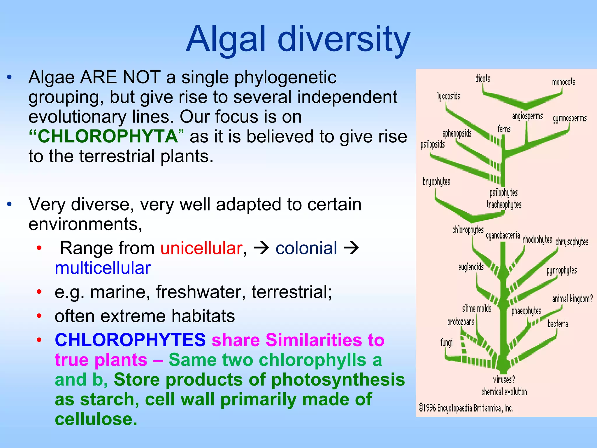 Algal diversity
• Algae ARE NOT a single phylogenetic
grouping, but give rise to several independent
evolutionary lines. Our focus is on
“CHLOROPHYTA” as it is believed to give rise
to the terrestrial plants.
• Very diverse, very well adapted to certain
environments,
• Range from unicellular,  colonial 
multicellular
• e.g. marine, freshwater, terrestrial;
• often extreme habitats
• CHLOROPHYTES share Similarities to
true plants – Same two chlorophylls a
and b, Store products of photosynthesis
as starch, cell wall primarily made of
cellulose.
 