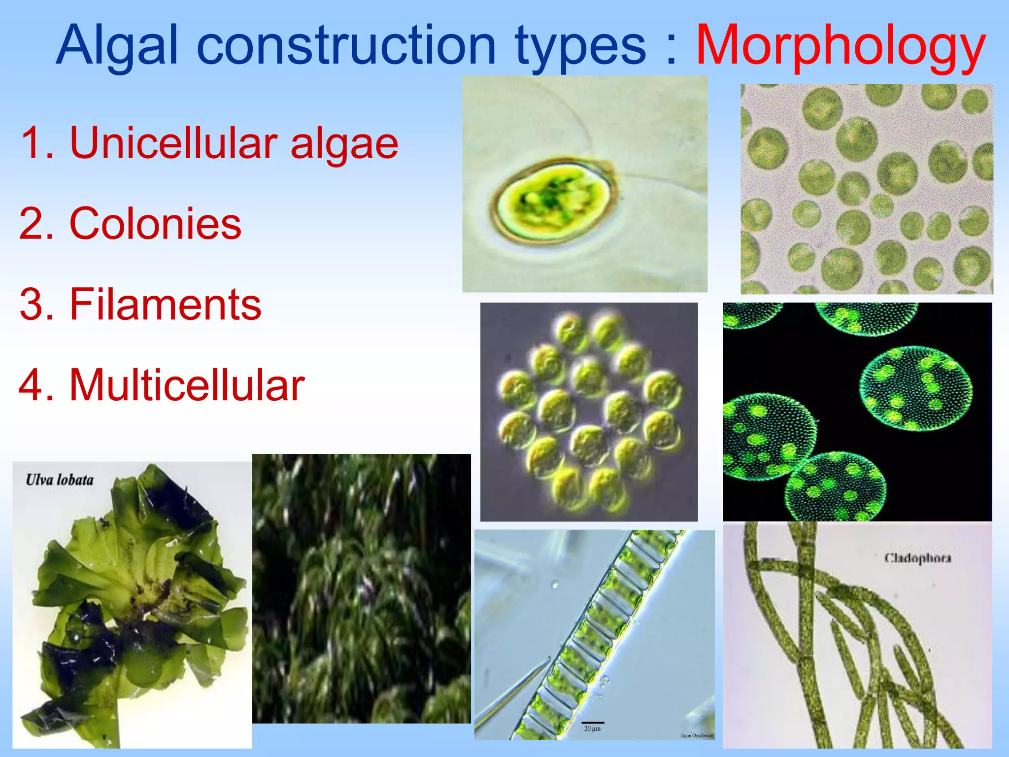 Algal construction types : Morphology
1. Unicellular algae
2. Colonies
3. Filaments
4. Multicellular
 