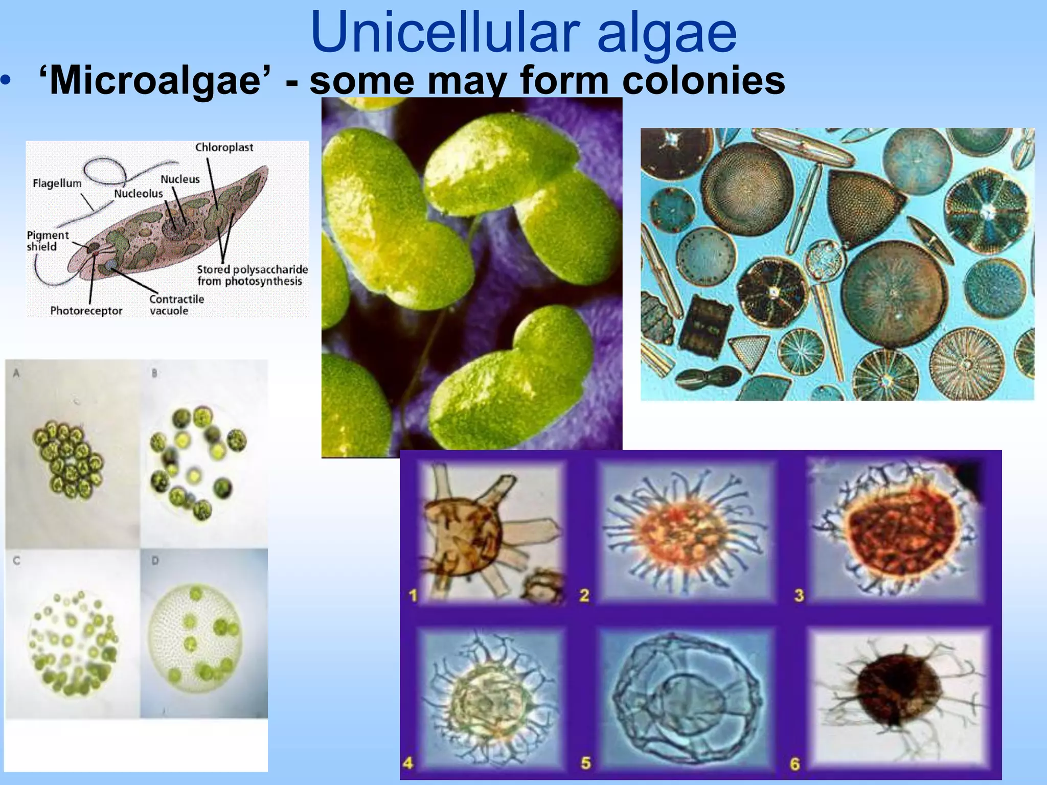 Unicellular algae
• ‘Microalgae’ - some may form colonies
 