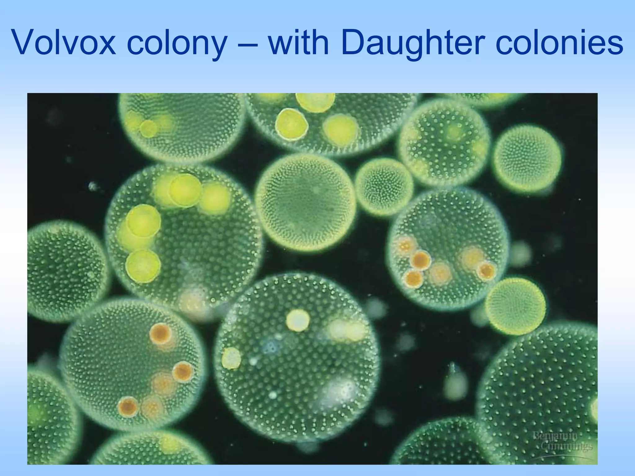Volvox colony – with Daughter colonies
 