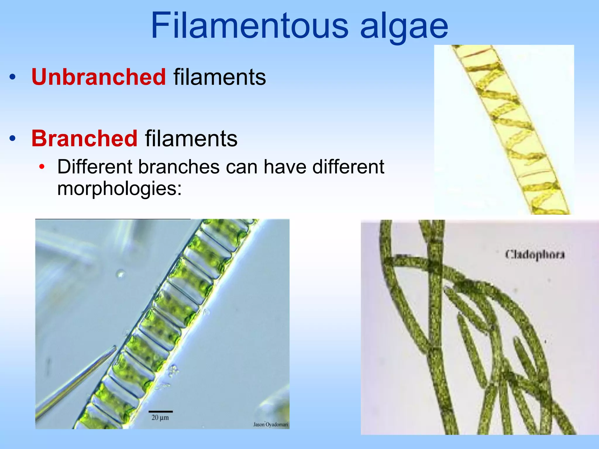 Filamentous algae
• Unbranched filaments
• Branched filaments
• Different branches can have different
morphologies:
 