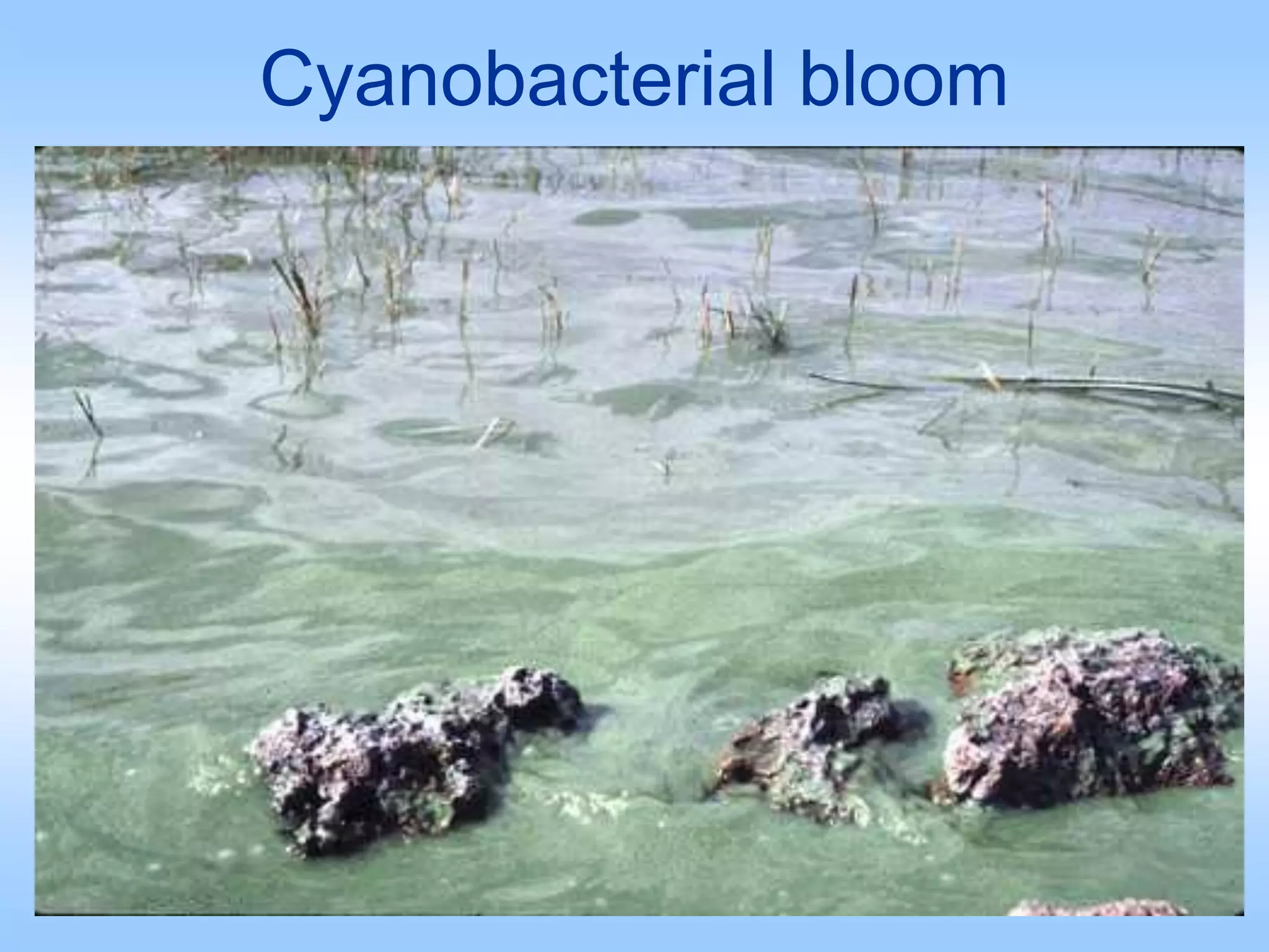 Cyanobacterial bloom
 