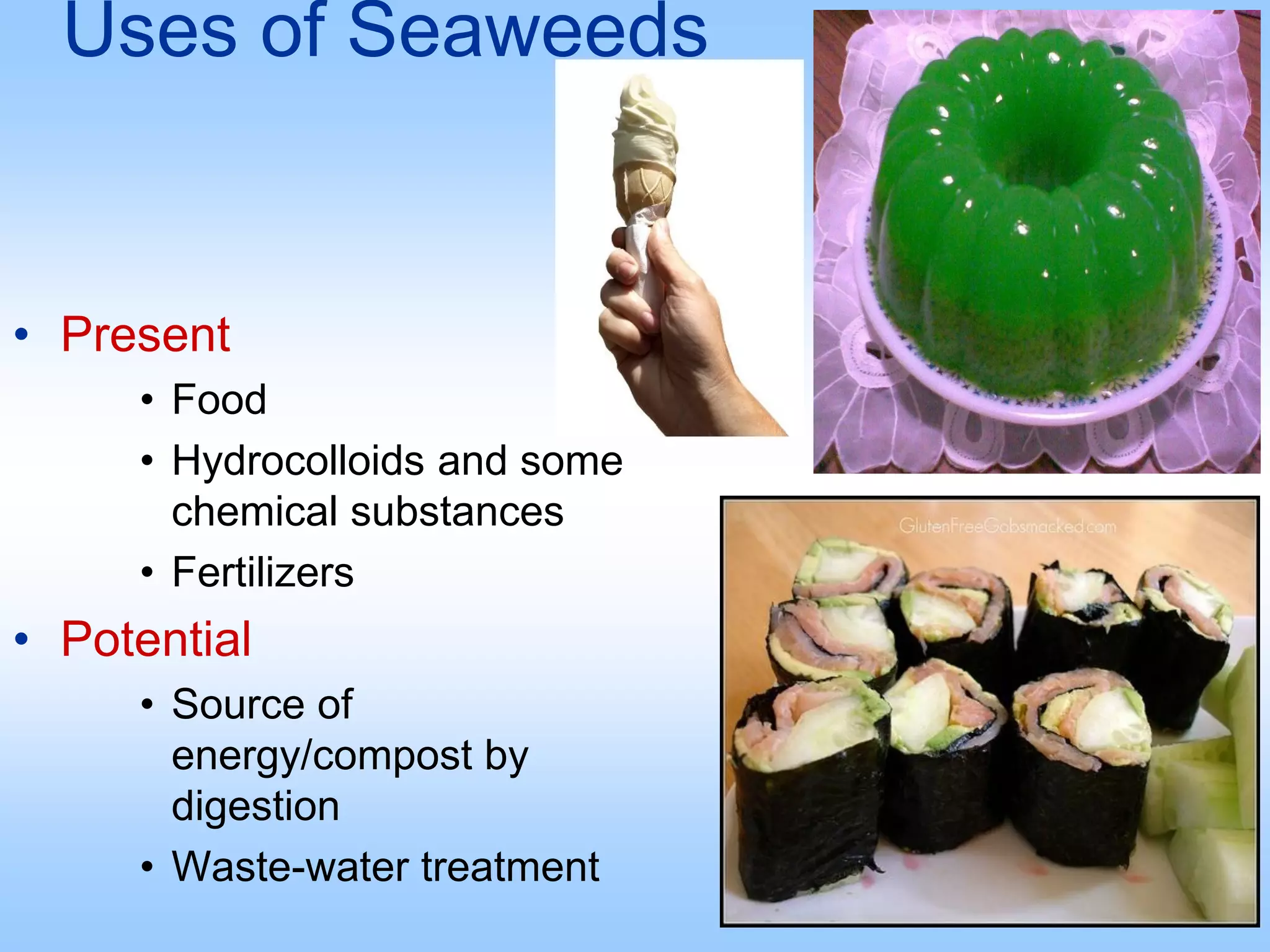 Uses of Seaweeds
• Present
• Food
• Hydrocolloids and some
chemical substances
• Fertilizers
• Potential
• Source of
energy/compost by
digestion
• Waste-water treatment
 