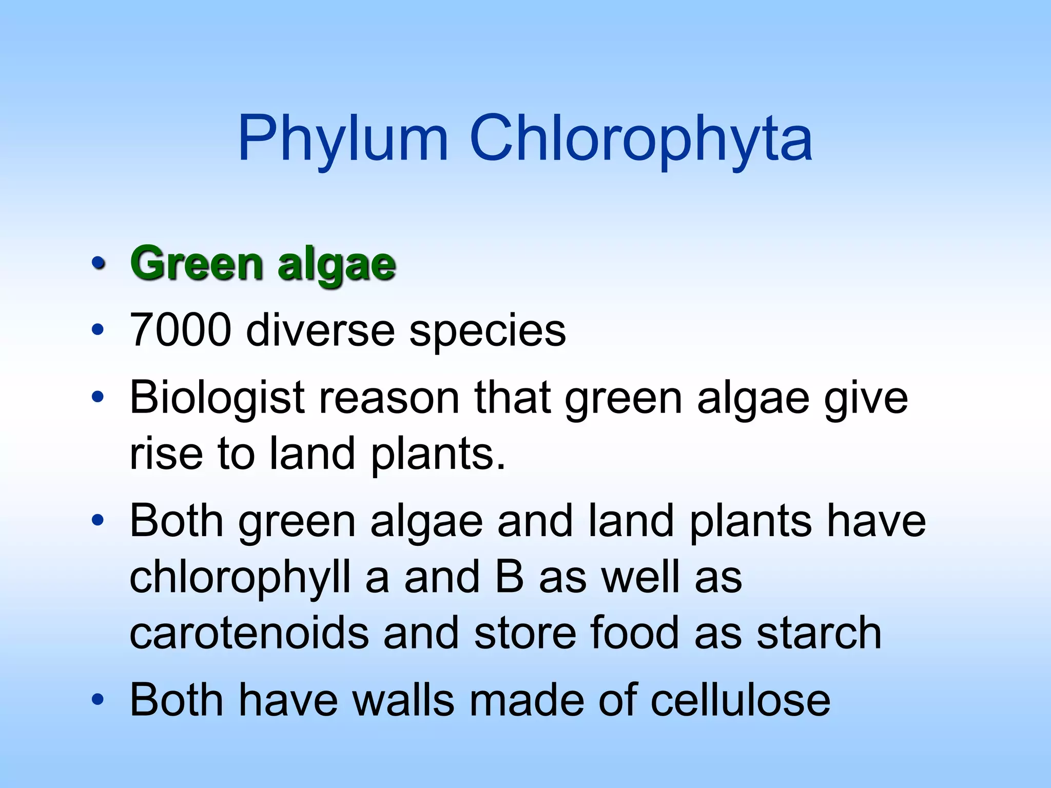 Phylum Chlorophyta
• Green algae
• 7000 diverse species
• Biologist reason that green algae give
rise to land plants.
• Both green algae and land plants have
chlorophyll a and B as well as
carotenoids and store food as starch
• Both have walls made of cellulose
 