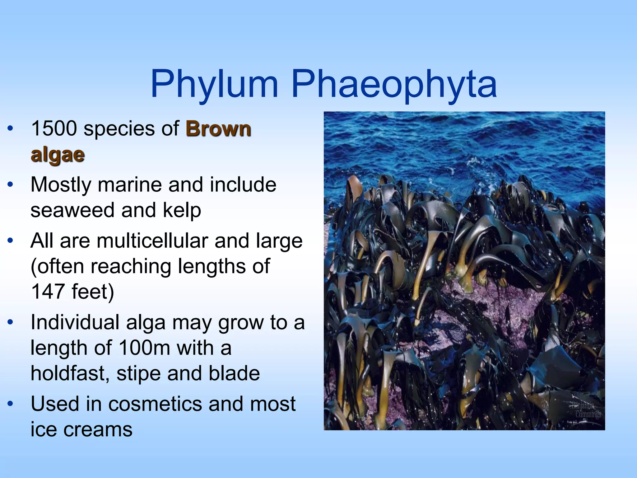Phylum Phaeophyta
• 1500 species of Brown
algae
• Mostly marine and include
seaweed and kelp
• All are multicellular and large
(often reaching lengths of
147 feet)
• Individual alga may grow to a
length of 100m with a
holdfast, stipe and blade
• Used in cosmetics and most
ice creams
 