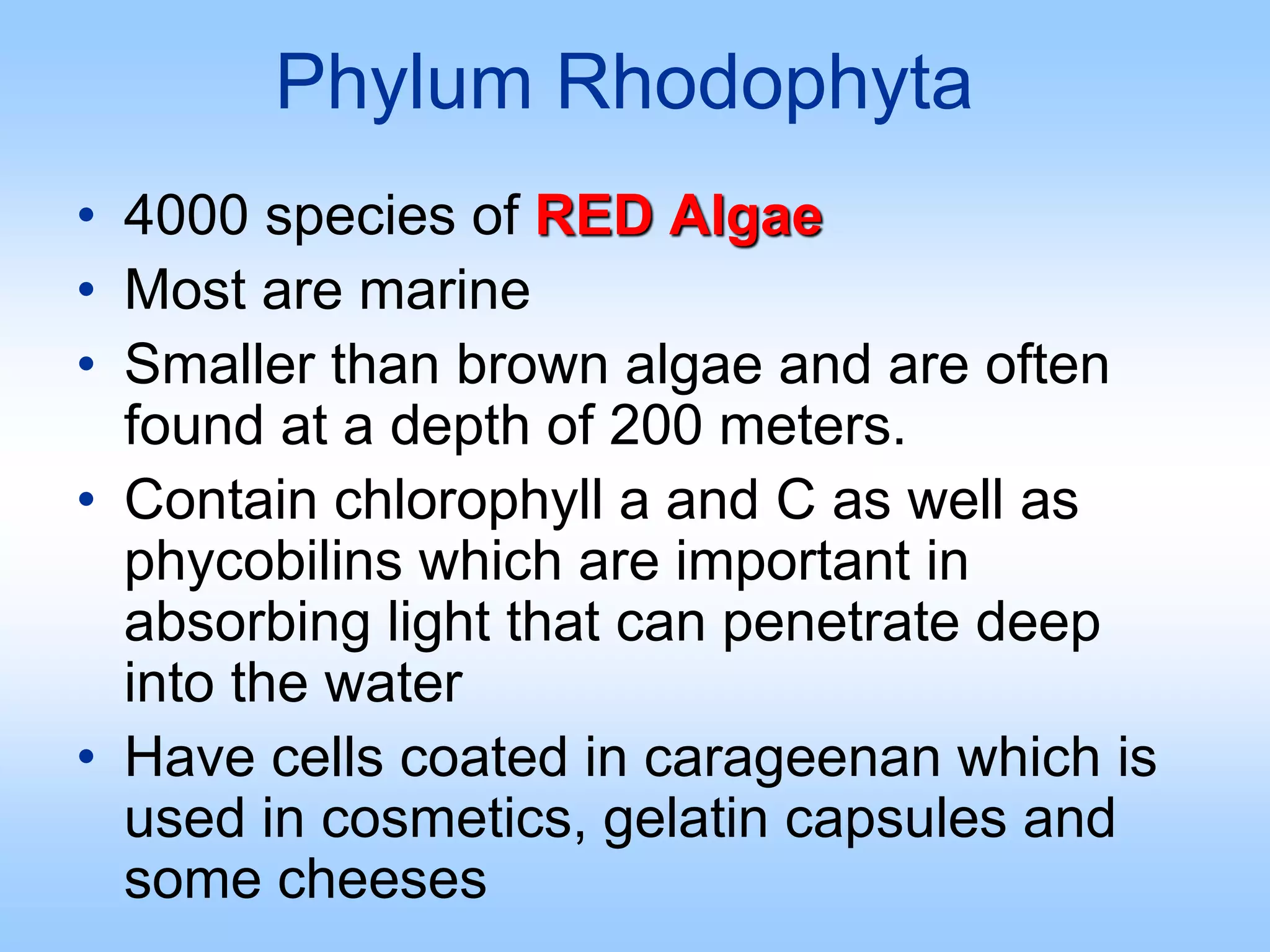 Phylum Rhodophyta
• 4000 species of RED Algae
• Most are marine
• Smaller than brown algae and are often
found at a depth of 200 meters.
• Contain chlorophyll a and C as well as
phycobilins which are important in
absorbing light that can penetrate deep
into the water
• Have cells coated in carageenan which is
used in cosmetics, gelatin capsules and
some cheeses
 