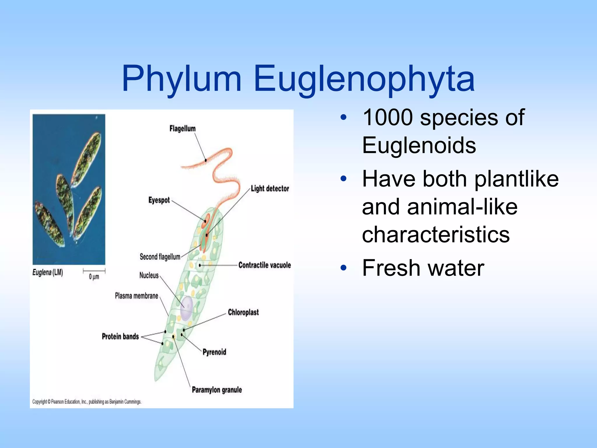 Phylum Euglenophyta
• 1000 species of
Euglenoids
• Have both plantlike
and animal-like
characteristics
• Fresh water
 