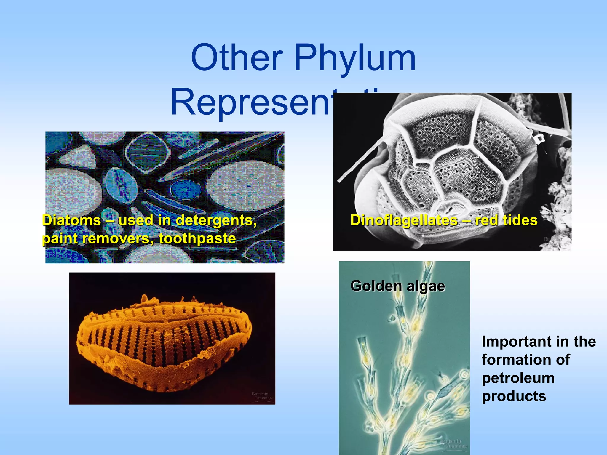 Other Phylum
Representatives
Diatoms – used in detergents,
paint removers, toothpaste
Dinoflagellates – red tides
Important in the
formation of
petroleum
products
Golden algae
 