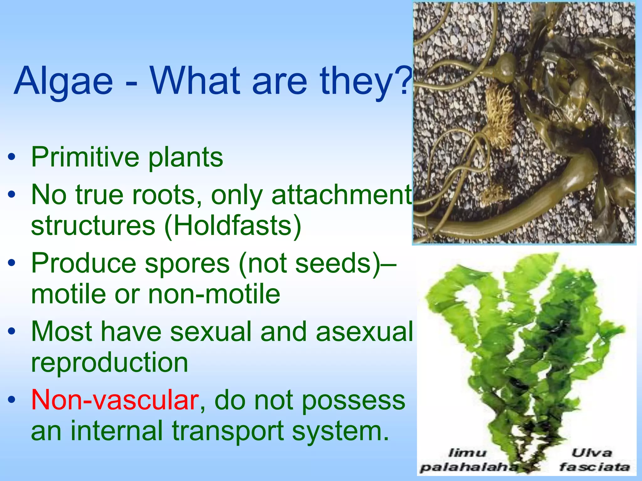 Algae - What are they?
• Primitive plants
• No true roots, only attachment
structures (Holdfasts)
• Produce spores (not seeds)–
motile or non-motile
• Most have sexual and asexual
reproduction
• Non-vascular, do not possess
an internal transport system.
 
