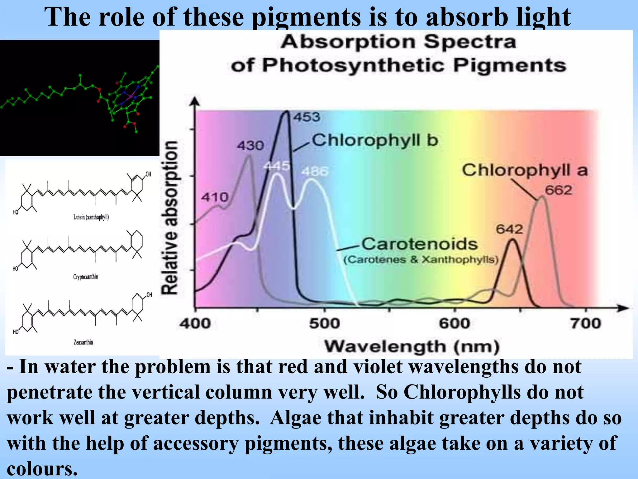 The role of these pigments is to absorb light
- In water the problem is that red and violet wavelengths do not
penetrate the vertical column very well. So Chlorophylls do not
work well at greater depths. Algae that inhabit greater depths do so
with the help of accessory pigments, these algae take on a variety of
colours.
 