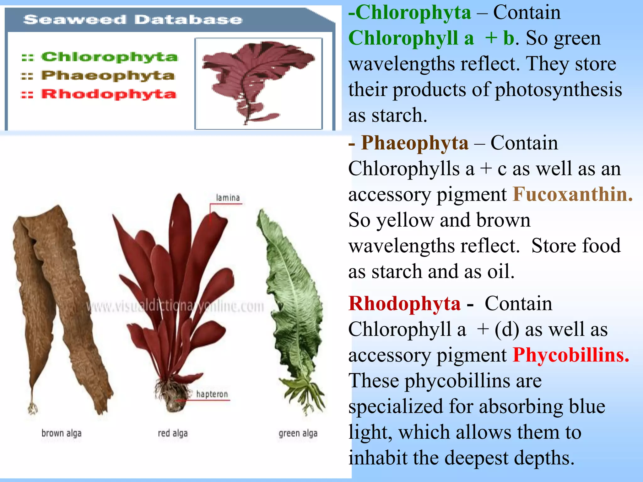 -Chlorophyta – Contain
Chlorophyll a + b. So green
wavelengths reflect. They store
their products of photosynthesis
as starch.
- Phaeophyta – Contain
Chlorophylls a + c as well as an
accessory pigment Fucoxanthin.
So yellow and brown
wavelengths reflect. Store food
as starch and as oil.
Rhodophyta - Contain
Chlorophyll a + (d) as well as
accessory pigment Phycobillins.
These phycobillins are
specialized for absorbing blue
light, which allows them to
inhabit the deepest depths.
 