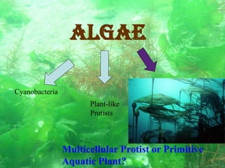 ALGAE
Multicellular Protist or Primitive
Aquatic Plant?
Cyanobacteria
Plant-like
Protists
 